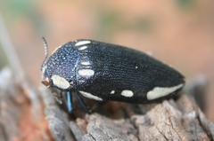 Sternocera orissa orissa