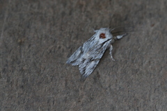 Egira crucialis