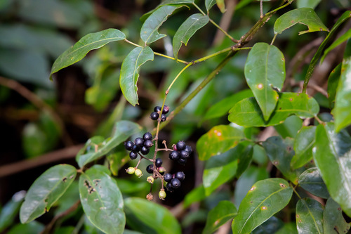 Cephalaralia cephalobotrys (F.Muell.) Harms