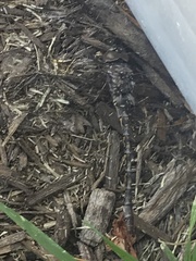 Gomphaeschna furcillata