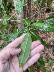 Sideroxylon foetidissimum
