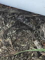 Gomphaeschna furcillata