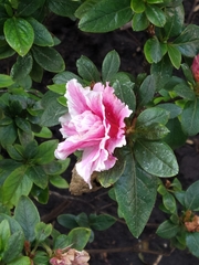 Rhododendron