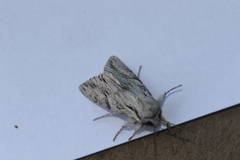 Egira crucialis