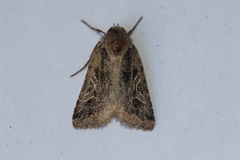 Cerastis enigmatica