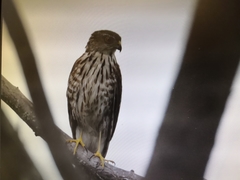 Accipiter virgatus