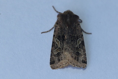 Cerastis enigmatica
