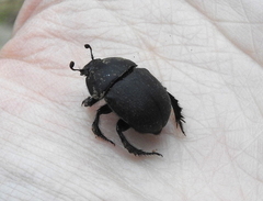Geotrupes opacus