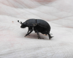 Geotrupes opacus
