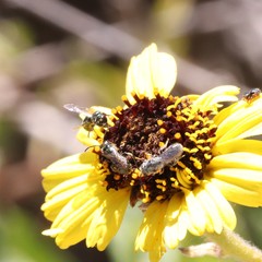 Ceratina acantha