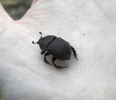 Geotrupes opacus