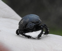 Geotrupes opacus