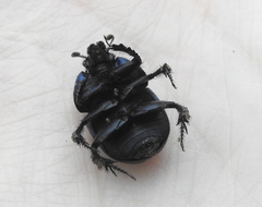 Geotrupes opacus