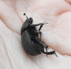 Geotrupes opacus