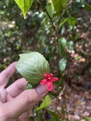 Ruellia coccinea