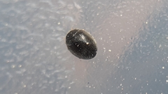 Stethorus gilvifrons