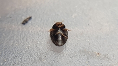 Stethorus gilvifrons