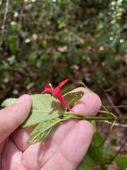 Ruellia coccinea