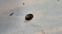 Stethorus gilvifrons