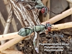 Plagiostenopterina aenea