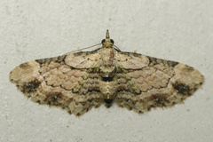 Chloroclystis sphragitis