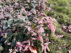 Koenigia campanulata