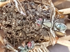 Plagiostenopterina aenea