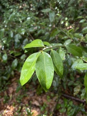 Nectandra coriacea