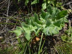 Cirsium fontinale