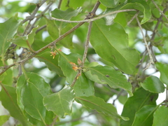 Dendrophthoe pentandra