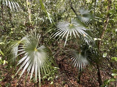Coccothrinax barbadensis