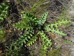 Cirsium fontinale