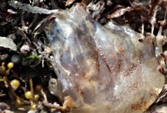 Chrysaora chesapeakei