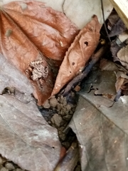 Craugastor polyptychus