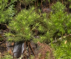 Dendroligotrichum dendroides