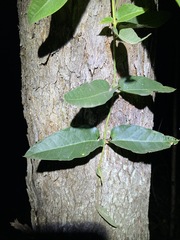 Parsonsia brisbanensis