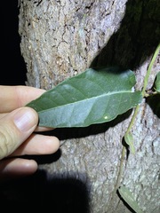 Parsonsia brisbanensis
