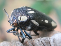 Sternocera orissa orissa