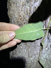 Parsonsia brisbanensis
