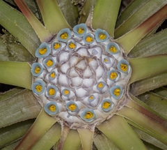 Fascicularia bicolor