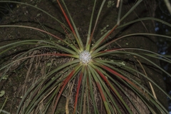 Fascicularia bicolor