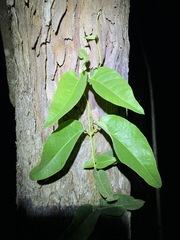 Parsonsia brisbanensis