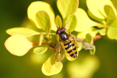 Epistrophe nitidicollis