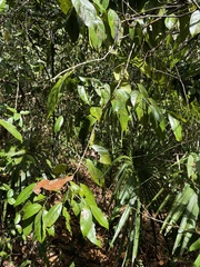 Nectandra coriacea