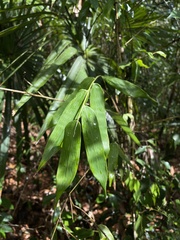 Olyra latifolia