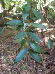 Atherosperma moschatum