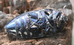 Sternocera orissa orissa