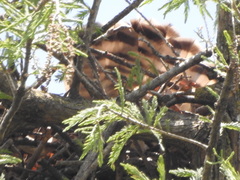 Buteo brachyurus