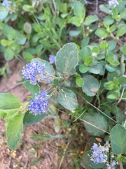 Ceanothus diversifolius