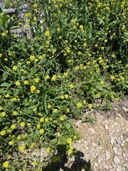 Brassica juncea